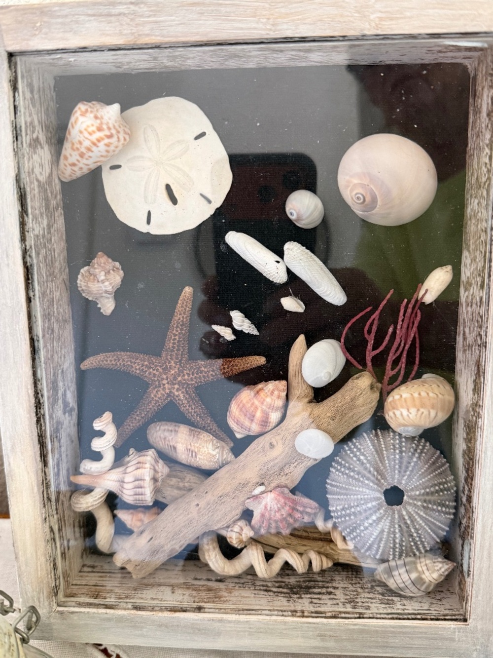 Shadow box with mini angel wings, mini baby’s ear, wentle trap, cone shell and m